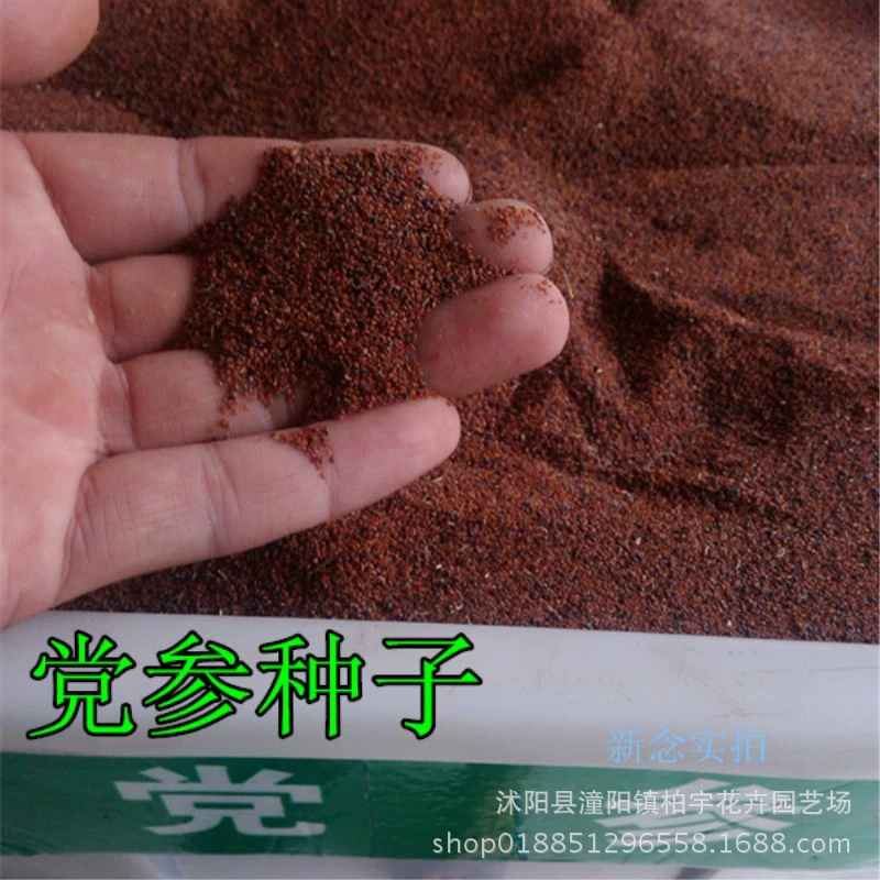 [Семена Codonopsis pilosula] Four Seasons посев китайской медицины Семена Codonopsis pilosula высокого качества китайской травяной медицины Всхожесть семян лекарственных овощей