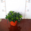 Plant lamp for gazebo, flowerpot indoor, wholesale