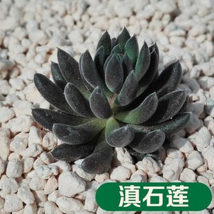 �ʯɏ ����ֲ�� ���ԾGֲ�����軨�M�϶����k�����辰