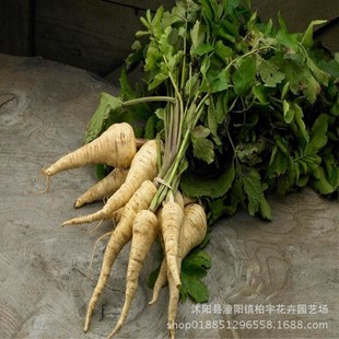 Fangfengzi Seeds, Tongyun Huiyuncao, Newly Harvested Medicinal Seeds in the Same Year, Chinese Herbal Medicine Seeds, Fangfeng Seeds