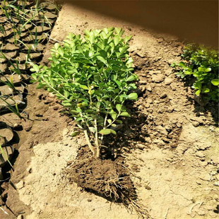 Qingzhou Elm Wholesale Elm Hedge Elm Qingzhou Flower Seedlings Elm