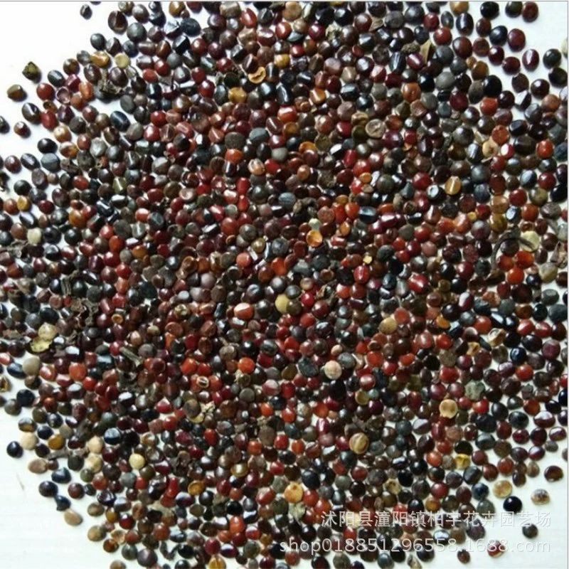 Семена Ajujube Семена фруктового дерева Ваншоу Семена фруктов Линь Цзян Ховения Дульцис Семена Куриный коготь Лотос Вонючие фрукты