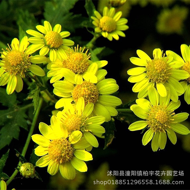 Wild chrysanthemum seeds eat tea chrysanthemum seeds mountain…