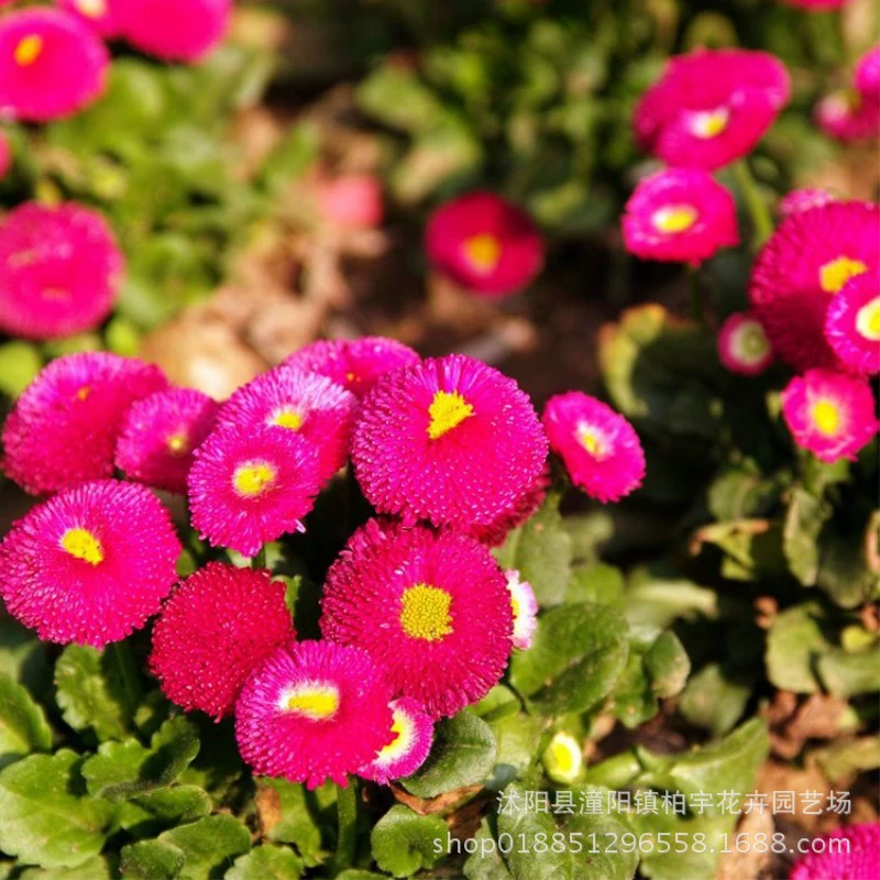 Тысяча-дневное Красное Семя Тысяча-дневный фиолетовый весенний посев цветочных семян Сто-дневный красный огненный шар Цветочный Цветок морской пейзаж цветочное семя