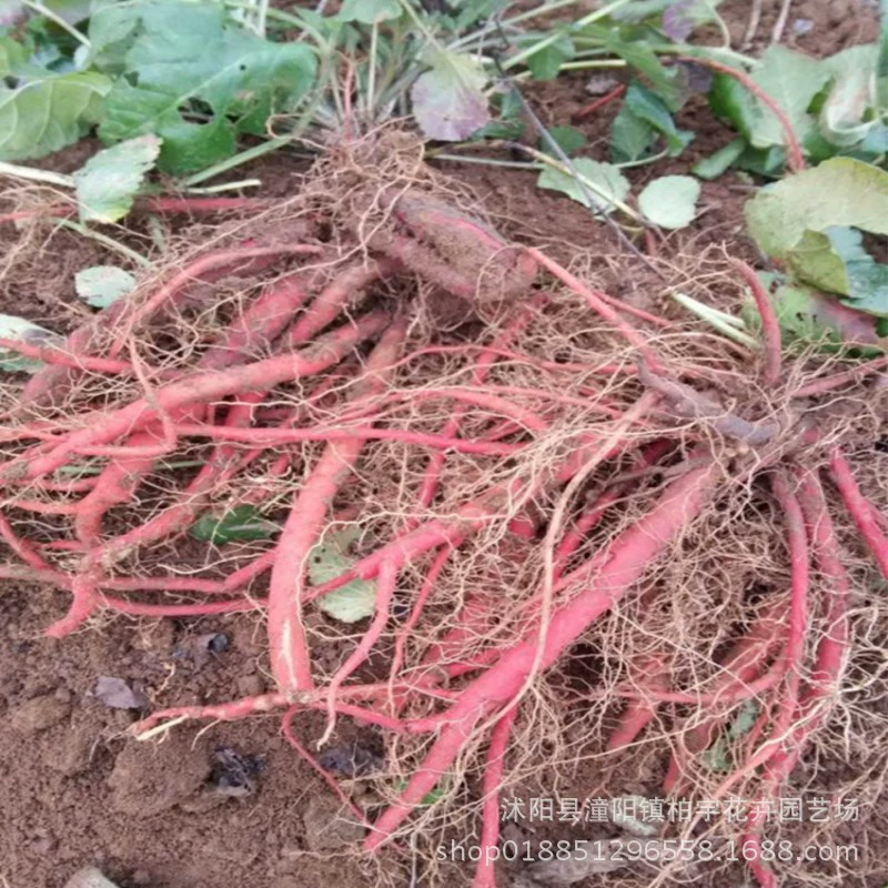 Семена шалфея Miltiorrhiza, красный женьшень, новые травы, семена, красный шалфей Miltiorrhiza, красный корень, корень женьшеня крови, семена фиолетового шалфея Miltiorrhiza, легко выращивать
