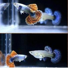 �Ꭷ�^�p�~���l��ȸ�~ ̨ϵ����ٽz�~��ȸ�~�ٽz�Pβ�~���w����