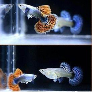 �Ꭷ�^�p�~���l��ȸ�~ ̨ϵ����ٽz�~��ȸ�~�ٽz�Pβ�~���w����