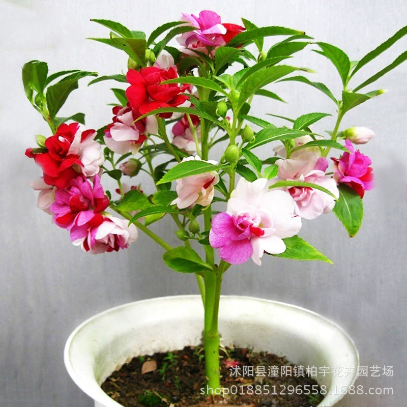 Семена импатиенса, семена хны, семена двуцветковой импатиенсы, ландшафтный дизайн цветочного моря, травы, легко выращивать