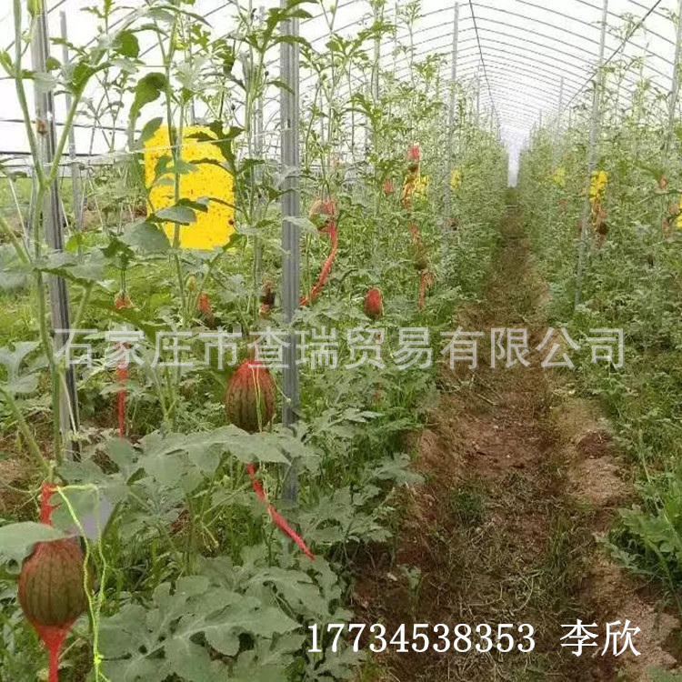 农用果园立柱 镀锌葡萄架杆 百香果梅花桩柱