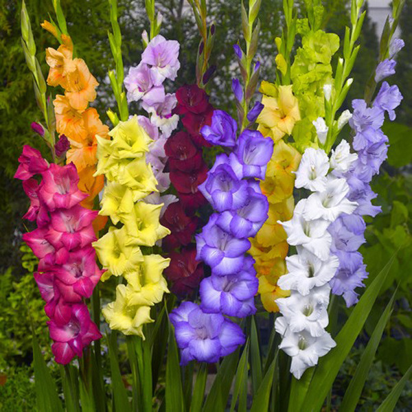 Sword orchid root flower color sword orchid ball seeds Tang Yupu big…