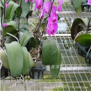 ���紲�W���F�z�紲�WƬ �Ƅ���\늺��紲�WƬ ���紲