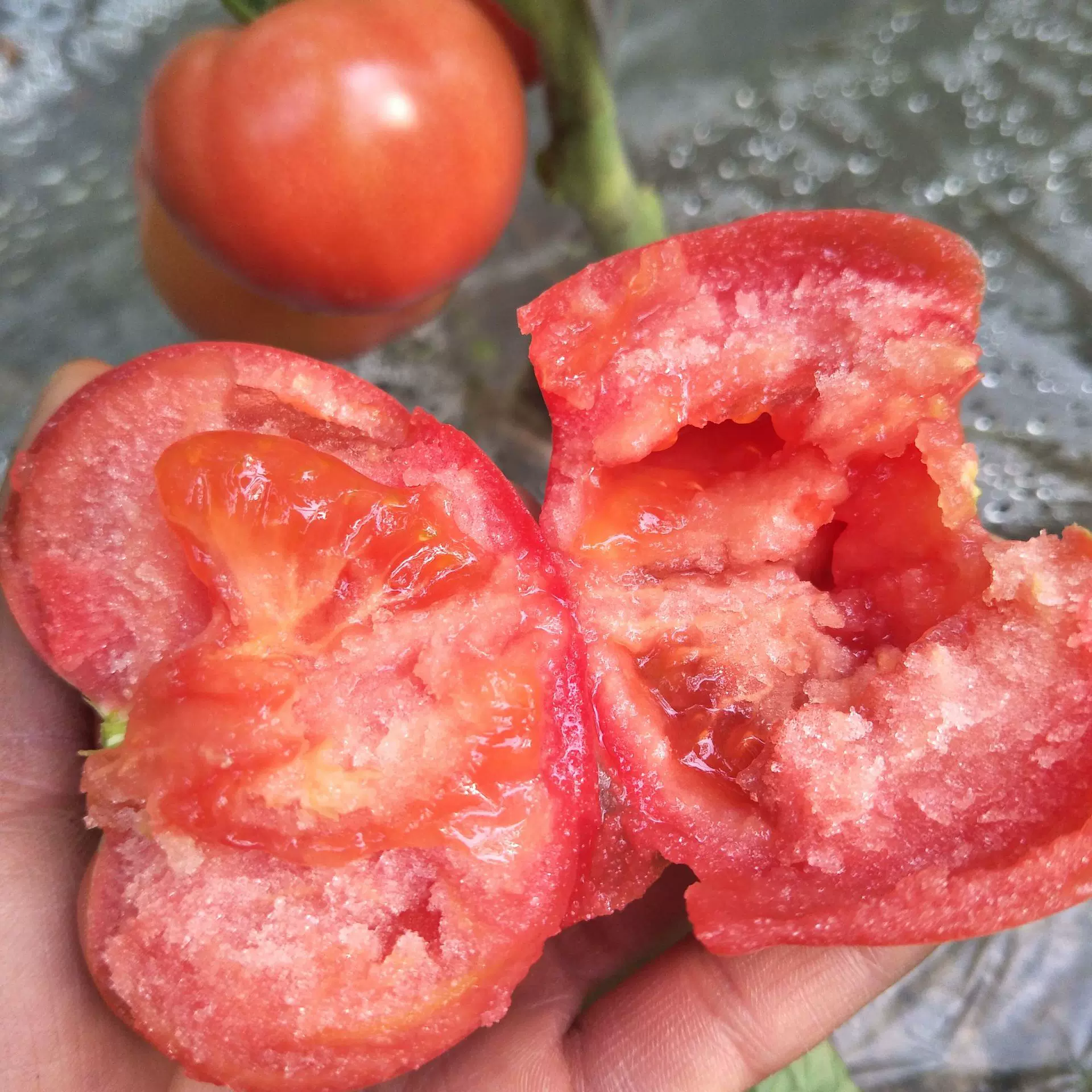 河北廊坊普罗旺斯水果西红柿新鲜柿子沙瓤番茄洋柿子产地直销