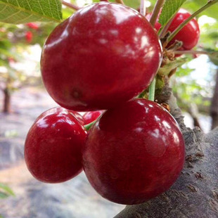 ���\���¶����Ҽt������һ�����l����¶��܇���ӬFժ��¹ԭ����