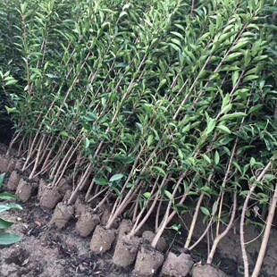 ���ش������l��ɺ������������~�S������S��G�h