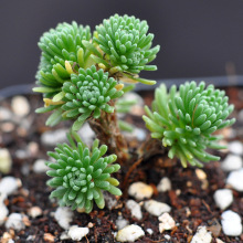 ���ɶ���ֲ����� �k�����M�ϳ��ȾGֲ���⻨������������