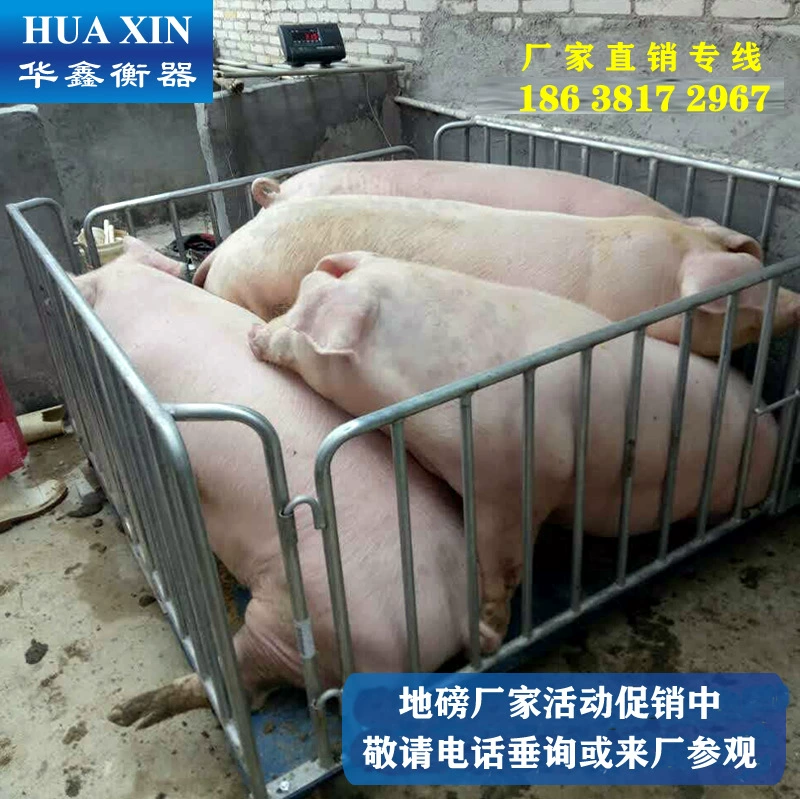 Интеллектуальные электронные весы распределения Шанхай Yaohua Малый Масштаб 1T масштаб свинья Крупный рогатый скот животноводство Масштаб 3 тонны забор анти-встряхивание почтовые расходы