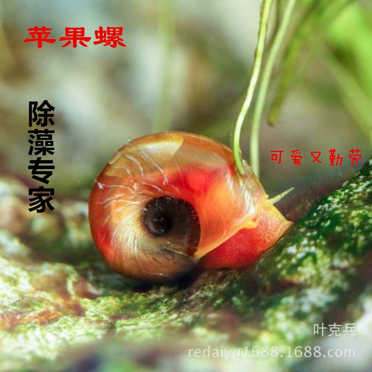 Тропическая Улитка Декоративная Улитка Трава Танк Водоросли Улитка Яблоко Улитка Мистическая Улитка