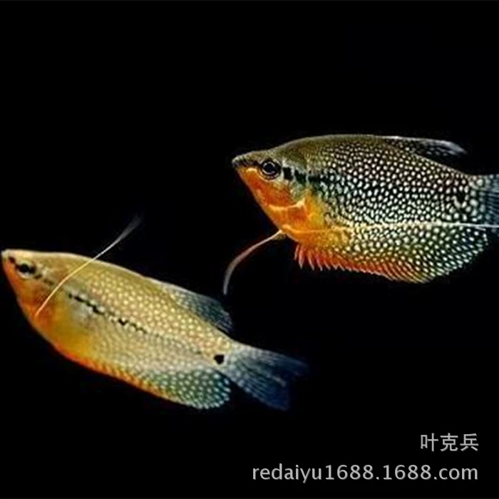 Тропические Декоративные Рыбы Оптом Жемчуг Мореплавание Шелкофут Окунь Верхняя Рыба