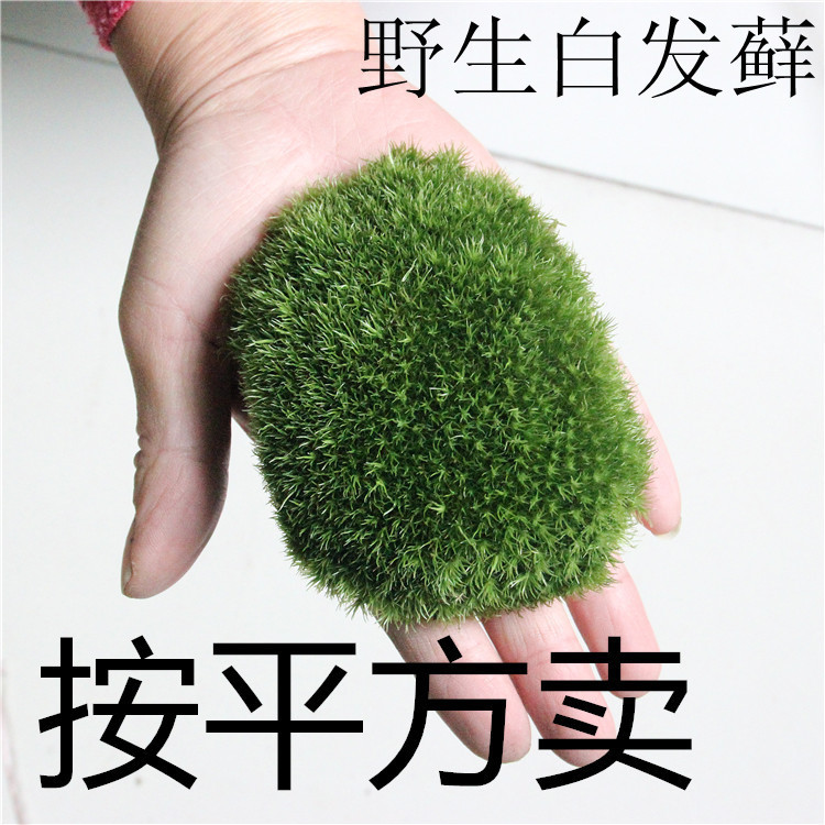 Fresh white hair Moss micro landscape DIY with ornaments 11*8cm small white hair bonsai wholesale Fresh white hair Moss micro landscape DIY with ornaments 11*8cm small white hair bonsai wholesale