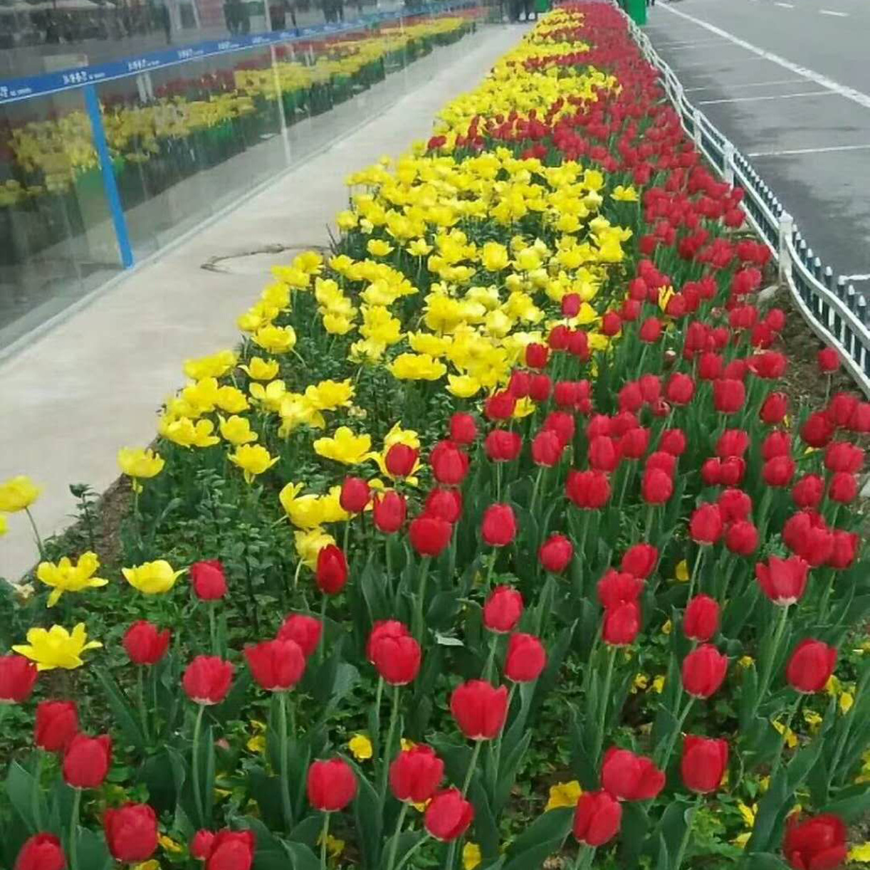 批发草花 土培郁金香苗 室内盆栽种球花卉 郁金香鲜花花海景观