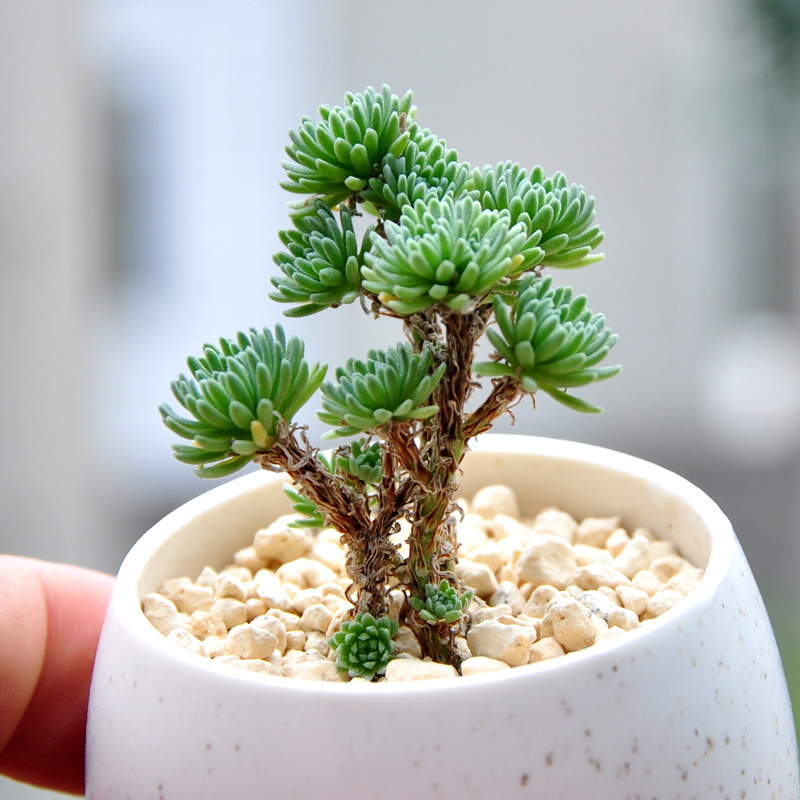 Ball Pine Succulents Succulent Desk Combination Super Cute Green Plants Creative Flower Pot