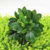 Simulated plant wall, green plant wall, potted plant decoration, duck foot wood, lucky tree leaves, outdoor peripheral retaining wall, flower arrangement and green leaves