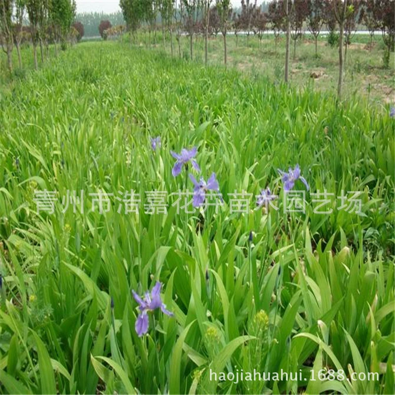 Оптовые продажи многолетних цветов Ирис Шаньдун, саженцы синих цветов Ириса в горшках для сада и общественного озеленения