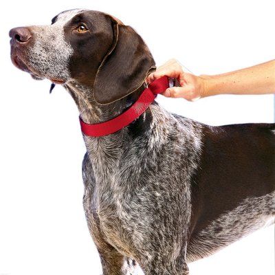 Large size adjust outdoors train Pets A collar for a horse Dog leashes Pets Supplies Webbing finished product goods in stock