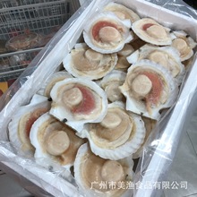 冷冻虾夷扇贝鲜活粉丝扇贝带膏半壳扇贝12-14cm/宽 约40个/件