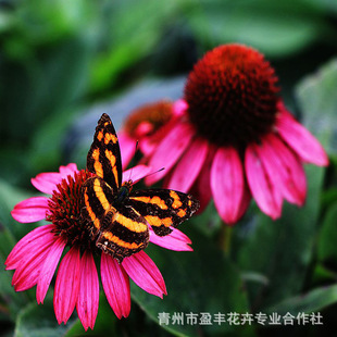 �S�����l �ɹ������� ���������� �޸������� �G���ݻ� ���F��