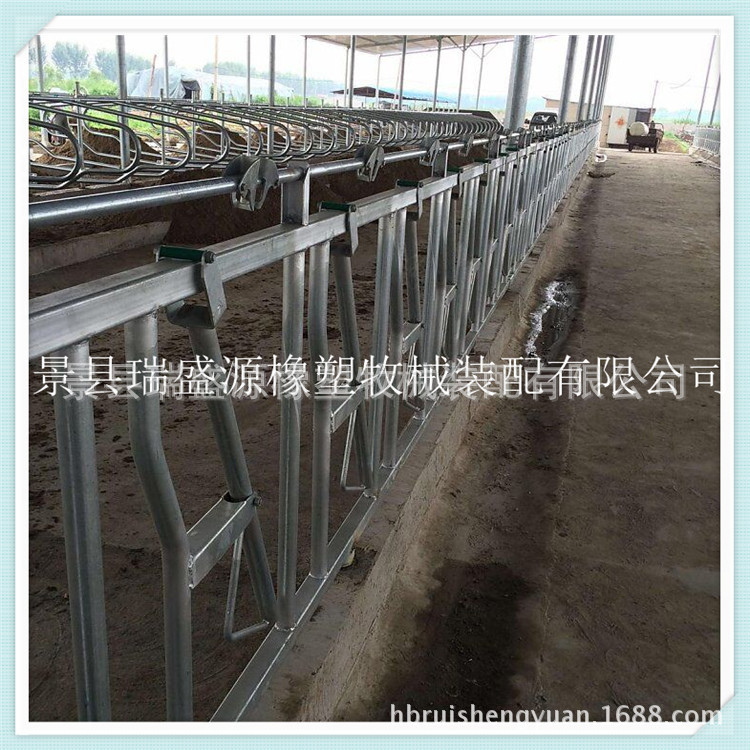 厂家供应现代化牧场养殖设备 牛颈枷定位栏 自锁式牛颈枷及配件