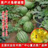 Jin Xiaofeng Watermelon Japanese New Xiaolan Gift Watermelon Huangxin Watermelon Sweet Huang Xiaoyu Fruit Seed