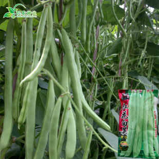 �t�����v�ļ����N�Ӽܰ�ܿ���ǷN�� �r��ˈ@��˶����߲���