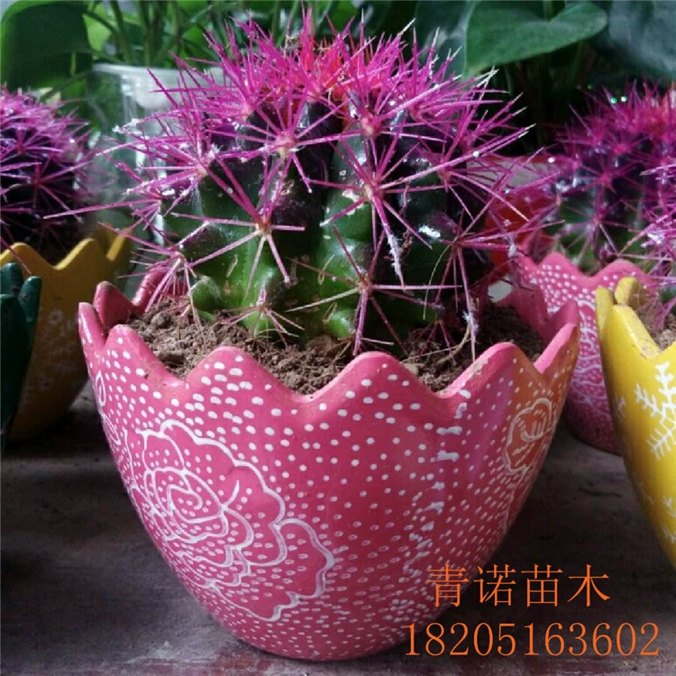 Теплица прямой кактус мяч в горшке антирадиационное зеленое растение кактус Золотая Корона кактус шар с почвой в цветочном горшке