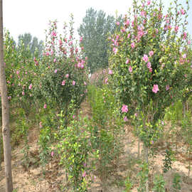 长期出售分枝点80公分以上木槿花树价格 木槿花树品质有保证