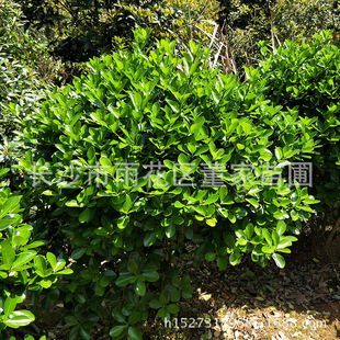 �������l �1�׵Ĵ��~�S���� �ļ����� �r��r���N�� �Ԯa