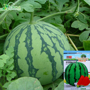 ���84-24�����ϷN�� �r��ˈ@���챡Ƥ�tȿ�A����������