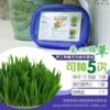 Wholesale handmade planting cat grass suits Cultivate soil planting soil -free planting cat grass, cat grass, cat snacks