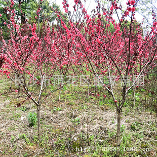 ����ֱ�N�t�~���� ���N���ֵļt�~���� ���Դ�������