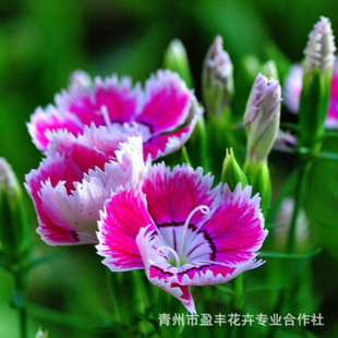 ����ʯ�� �N���㽭 ����ʯ��N��N�� ���������ļ��ݻ��������^