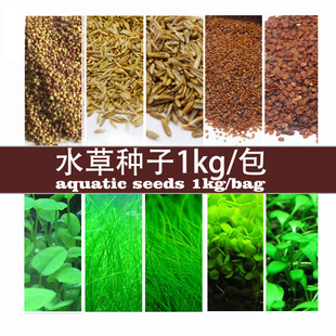 ���lɢ�bˮ�ݷN�Ӱ������ţë�����\�ݐ�����~���b����ˮ����