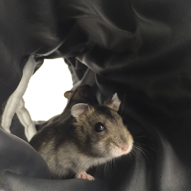Tunnel, cool breathable toy, new collection, tee