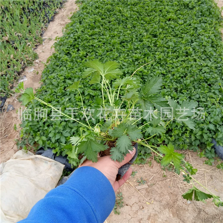 Оптовые поставки многолетних цветов из Цинчжоу: трехлистная и пятилистная портулак, портулак для цветения в саду.