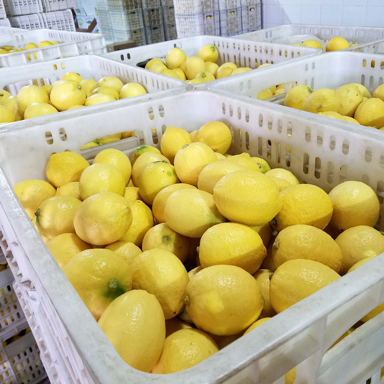 Fruit Wholesale Fresh Anyue Yellow Lemon Medium and Large Fruit 1 Catties 3-4 First-Class Juice Duoyulik Starting from 2.5kg