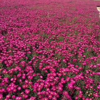 菊花盆栽四季荷兰菊开花卉庭院植物室内花卉绿植乒乓菊带花苞花苗