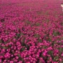 植物盆栽乒乓四季荷兰菊