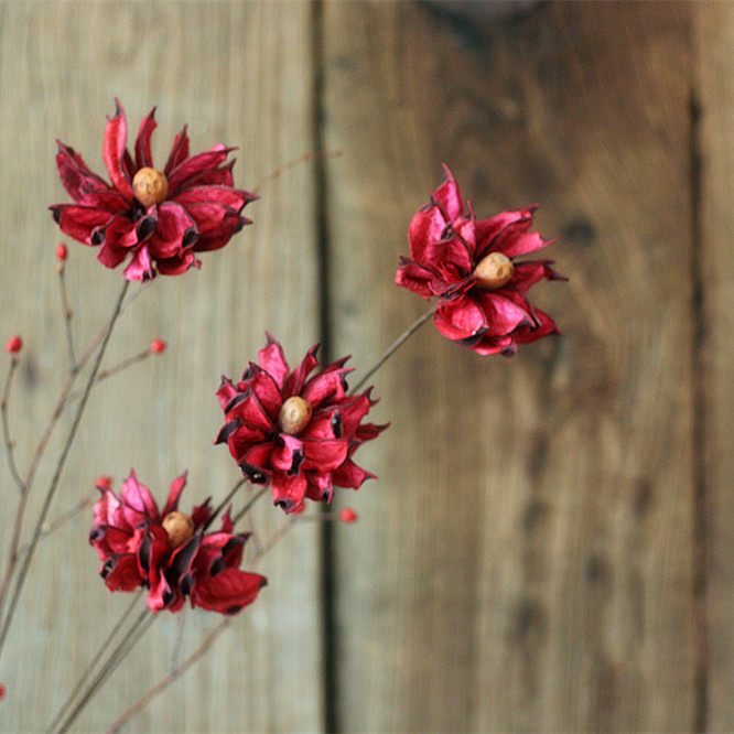 雁河菊乡村风棉花壳干花菊花雁河菊家居装饰干花枝花艺花插