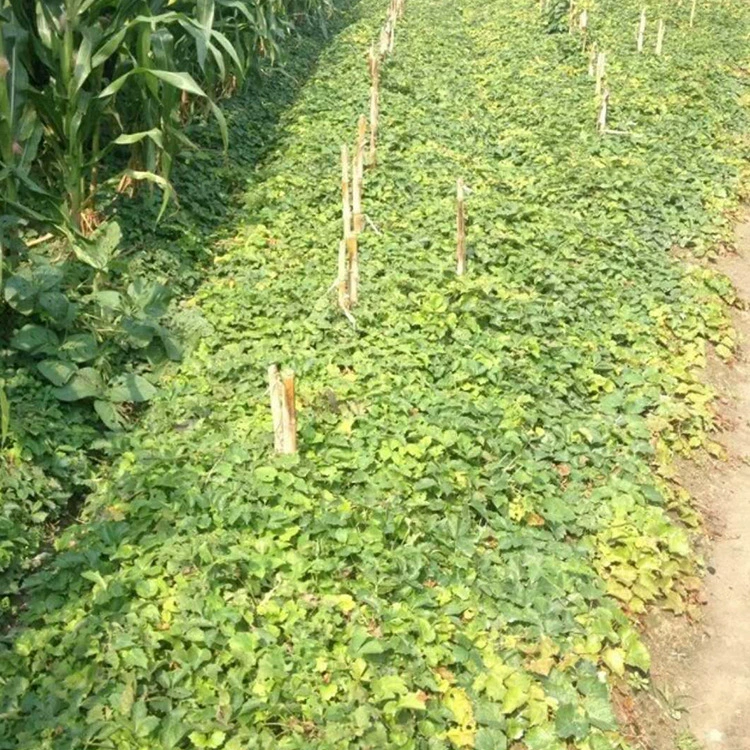 Рассада инженерное озеленение сад питания Лиана большое количество скидка