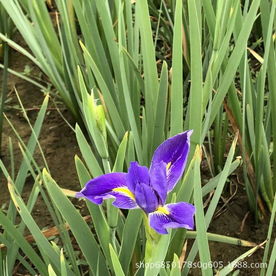 Японский Ирис Водный Вечнозеленый Ирис Питомник Оптовая Построенные Парк Водно-Водные Растения