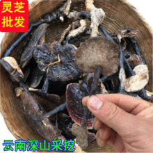 深山野灵芝中药材灵芝批发 红灵芝 黑灵芝 灵芝片竹灵芝赤灵芝